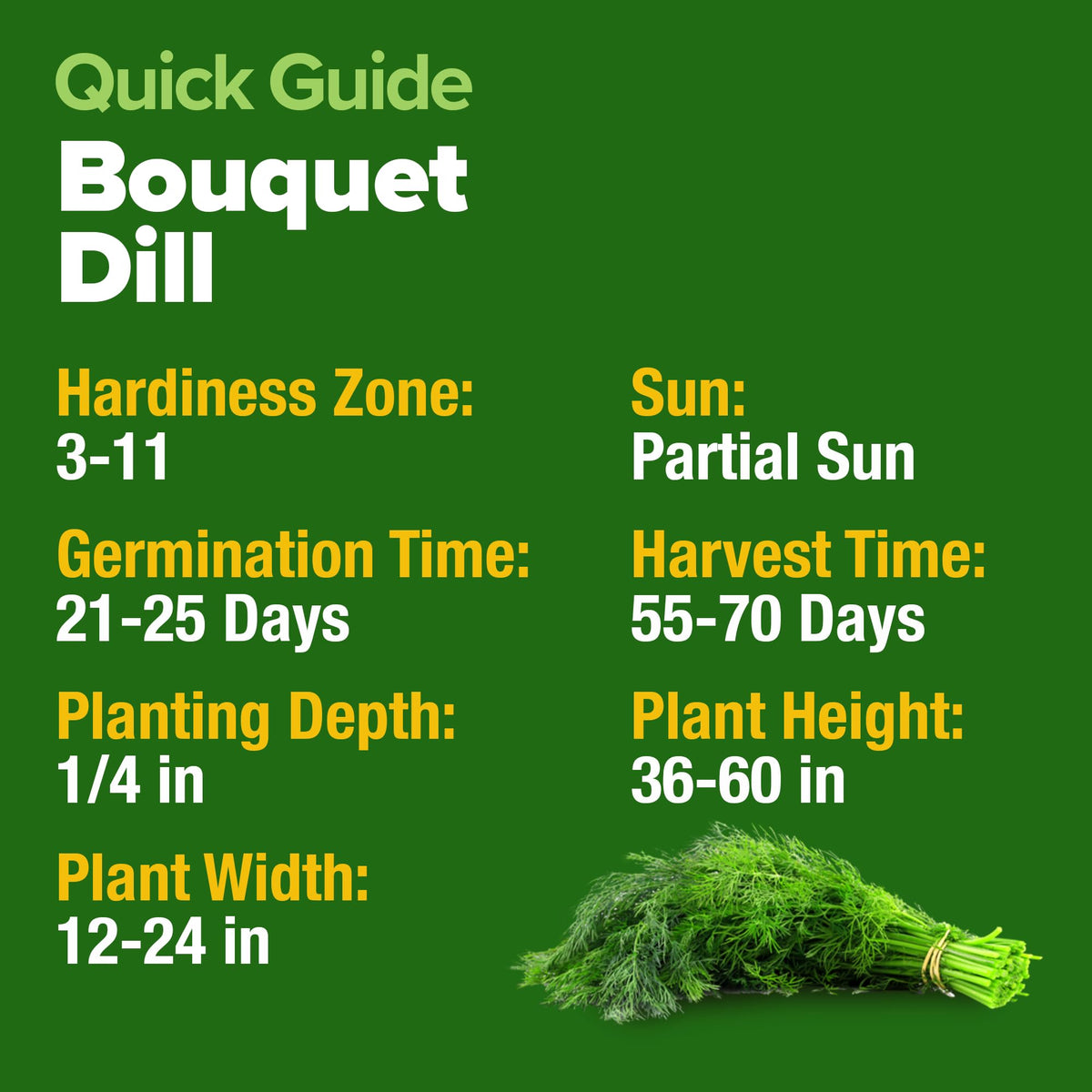 HOME GROWN Dill Seeds adaptable to indoor and outdoor gardens