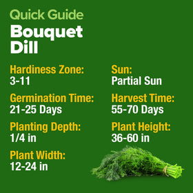 HOME GROWN Dill Seeds adaptable to indoor and outdoor gardens