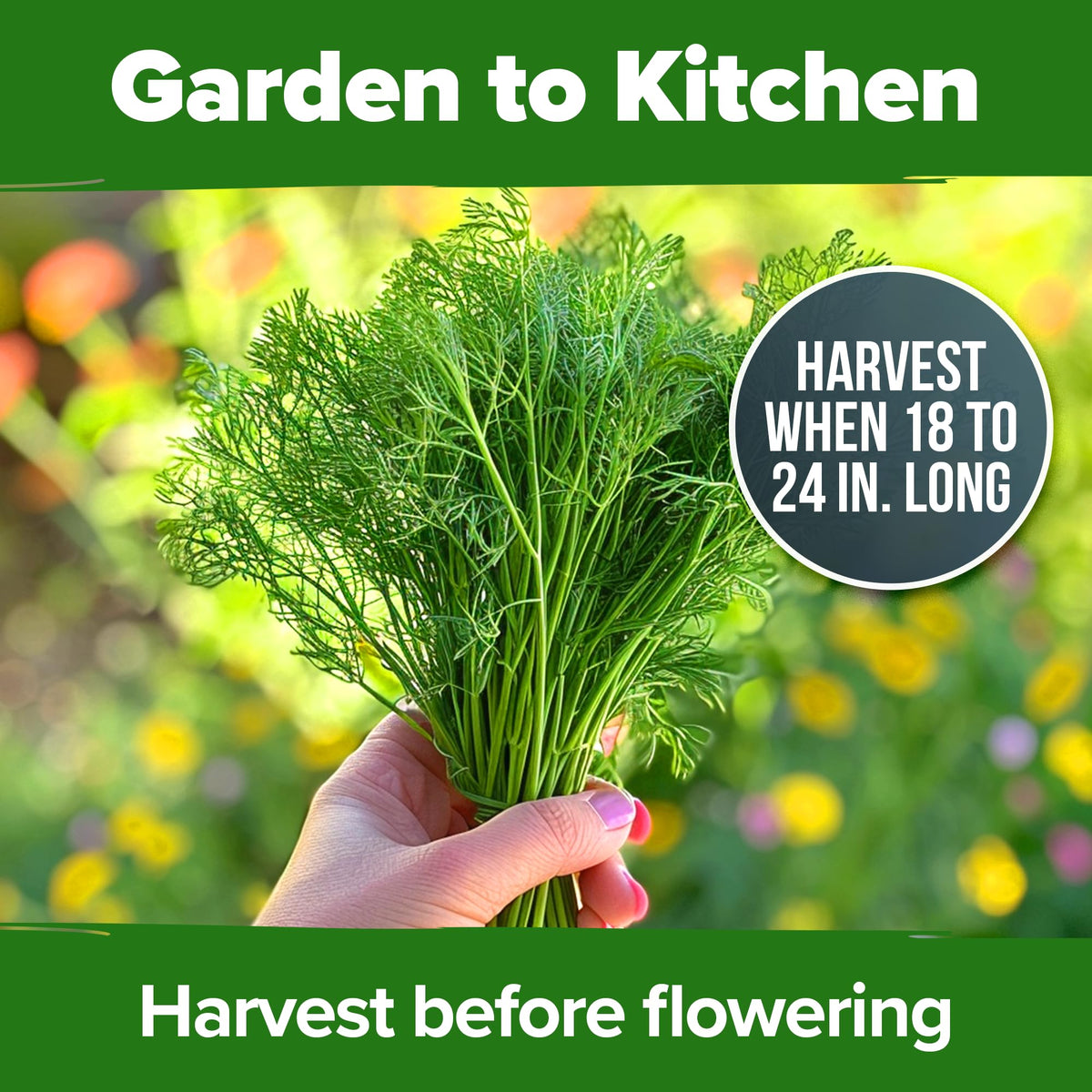 HOME GROWN Dill Seeds two-harvest plant provides dill weed and seeds