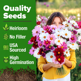 HOME GROWN drought-tolerant cosmos seeds—low-water beauty for sunny spots.