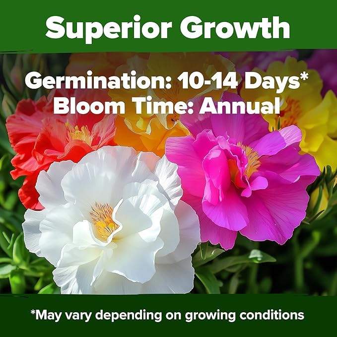 HOME GROWN Drought-tolerant variety thrives in hot sun and dry soil.