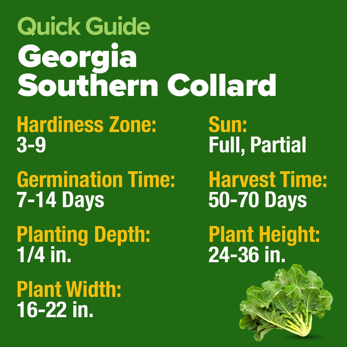 HOME GROWN Georgia Southern cold-hardiness leaves surviving cool nights.