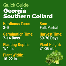 HOME GROWN Georgia Southern cold-hardiness leaves surviving cool nights.