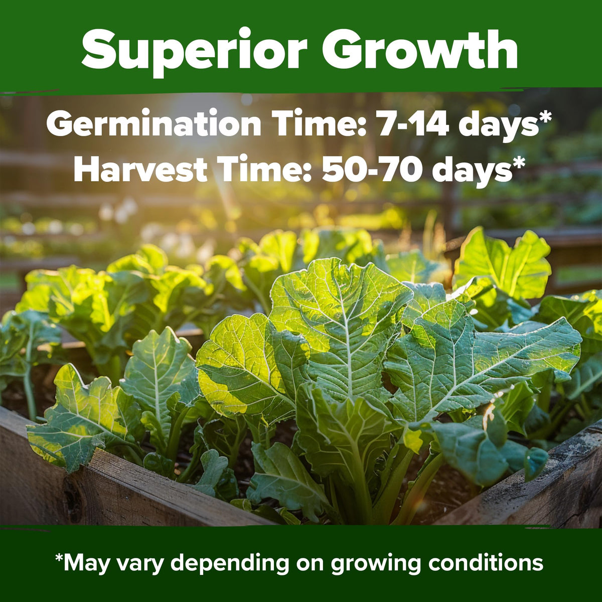 HOME GROWN Georgia Southern germination-rate seeds displayed for reliable sprouting.