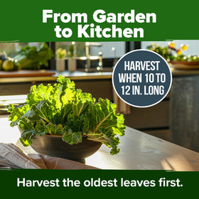 HOME GROWN Georgia Southern seeds pack size with ~300 seeds per pack.