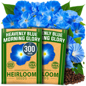 HOME GROWN Heavenly Blue morning glory seeds ready for vibrant blue blooms.