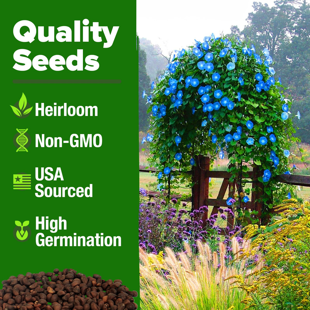 HOME GROWN Heirloom non-GMO seeds support sustainable garden color.