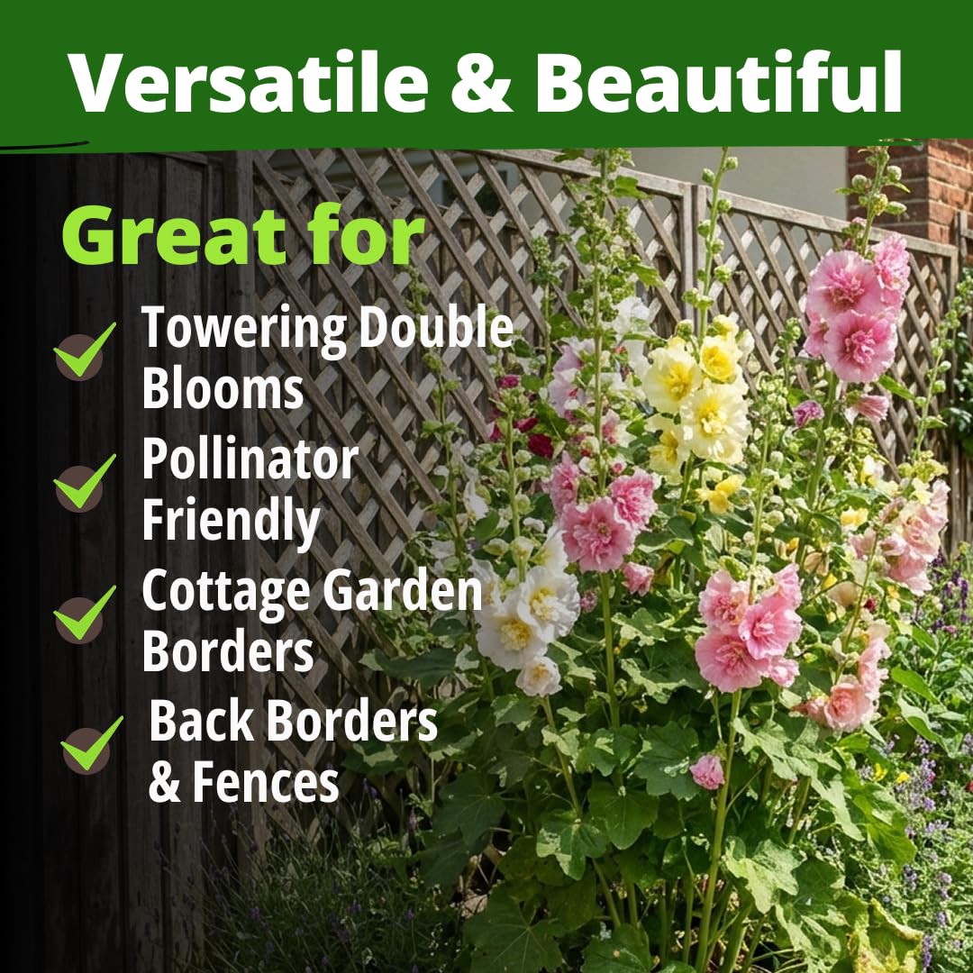 HOME GROWN Hollyhock Chaters Double attracts pollinators and brightens gardens.