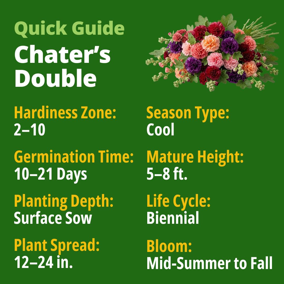HOME GROWN Hollyhock Chaters Double tall spires offer classic garden height.