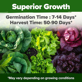 HOME GROWN Iceberg seeds for crunchy, classic salads.