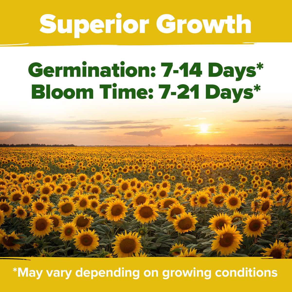 HOME GROWN Lemon Queen sunflower seeds yield cheerful yellow blossoms