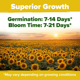 HOME GROWN Lemon Queen sunflower seeds yield cheerful yellow blossoms