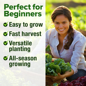 HOME GROWN bibb lettuce seeds for tender leaves ideal in wraps.