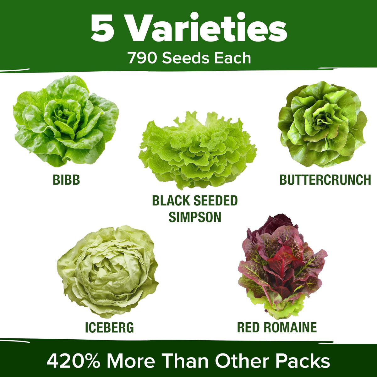 HOME GROWN red romaine lettuce seeds for colorful, crisp salads.