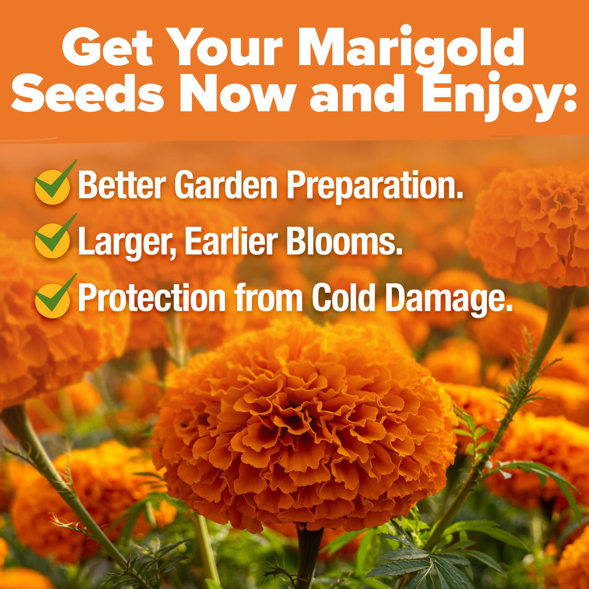 HOME GROWN Crackerjack marigold attracts bees and butterflies for pollinator-friendly beds