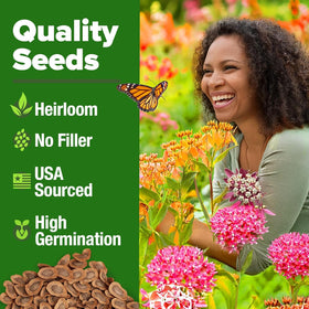 HOME GROWN Milkweed seeds Pink and Prairie varieties with rose-magenta tones for nectar.