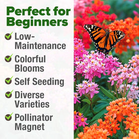 HOME GROWN Milkweed seeds Showy Milkweed with dense clusters and colorful leaves.
