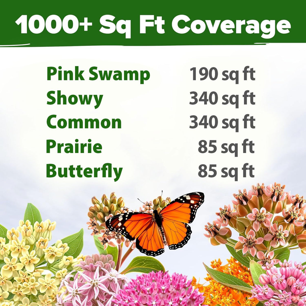 HOME GROWN Milkweed seeds Swamp Milkweed with mauve and white flowers attracts pollinators.