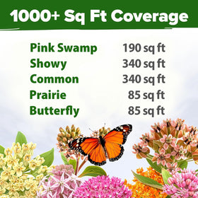 HOME GROWN Milkweed seeds Swamp Milkweed with mauve and white flowers attracts pollinators.