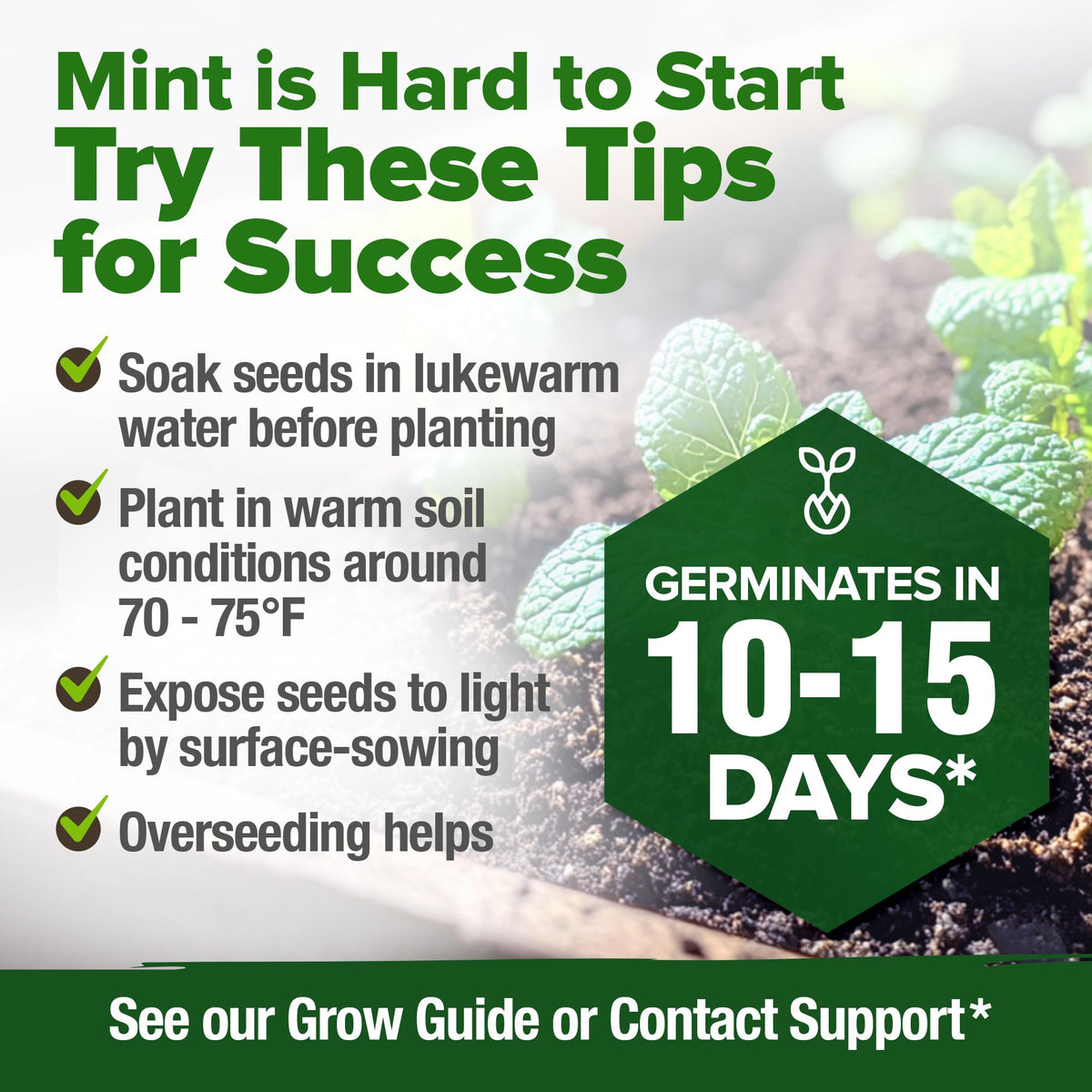 HOME GROWN heirloom mint seeds ready to gift to green thumbs.