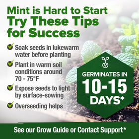 HOME GROWN heirloom mint seeds ready to gift to green thumbs.