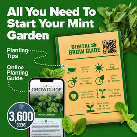 HOME GROWN mint seeds shown beside kitchen herbs for easy culinary use.