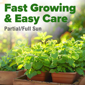 HOME GROWN mint seeds ideal for a tea garden collection with aromatic leaves.