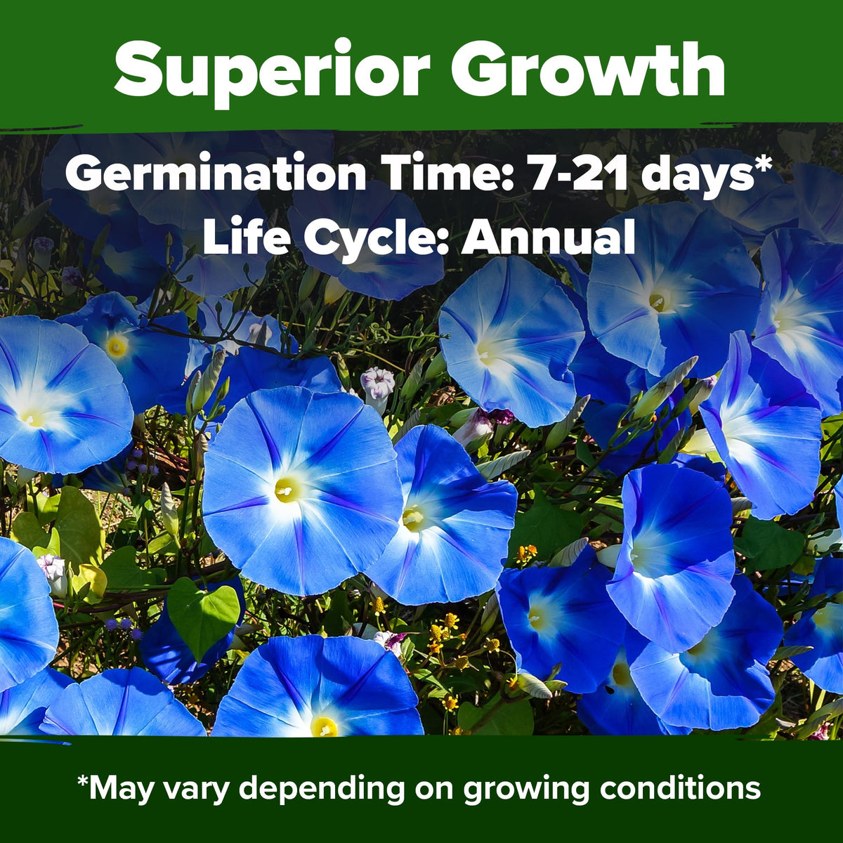 HOME GROWN Heavenly Blue vines climb trellises with lush heart-shaped leaves.