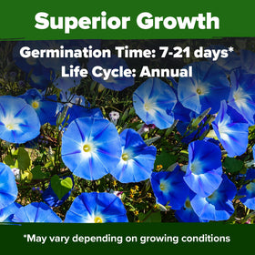 HOME GROWN Heavenly Blue vines climb trellises with lush heart-shaped leaves.
