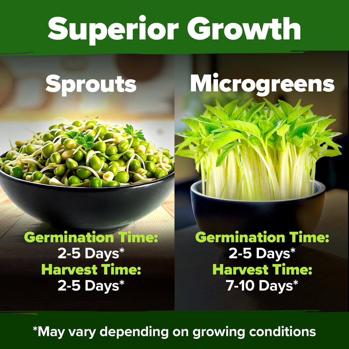 HOME GROWN mung bean seeds pack harvest ready microgreens in days