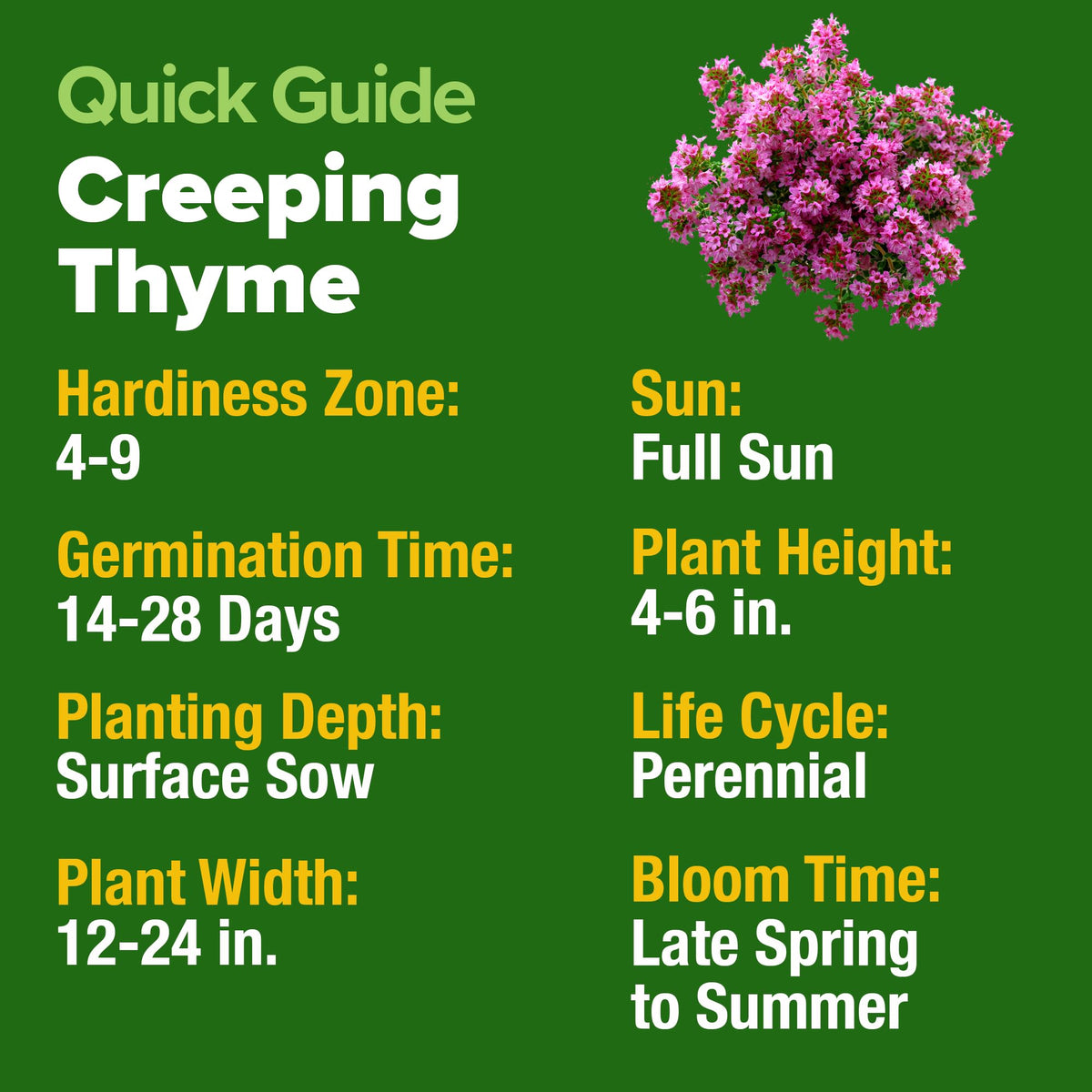 HOME GROWN non-GMO thyme seeds support eco-friendly lawn projects