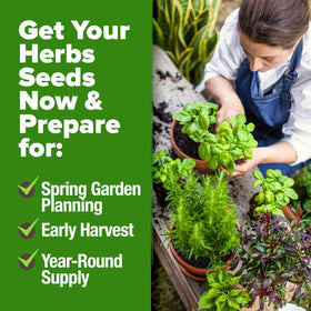 HOME GROWN oregano leaves close-up for bold dishes