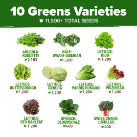 HOME GROWN Parris Romaine lettuce seeds for crisp head salads at home.
