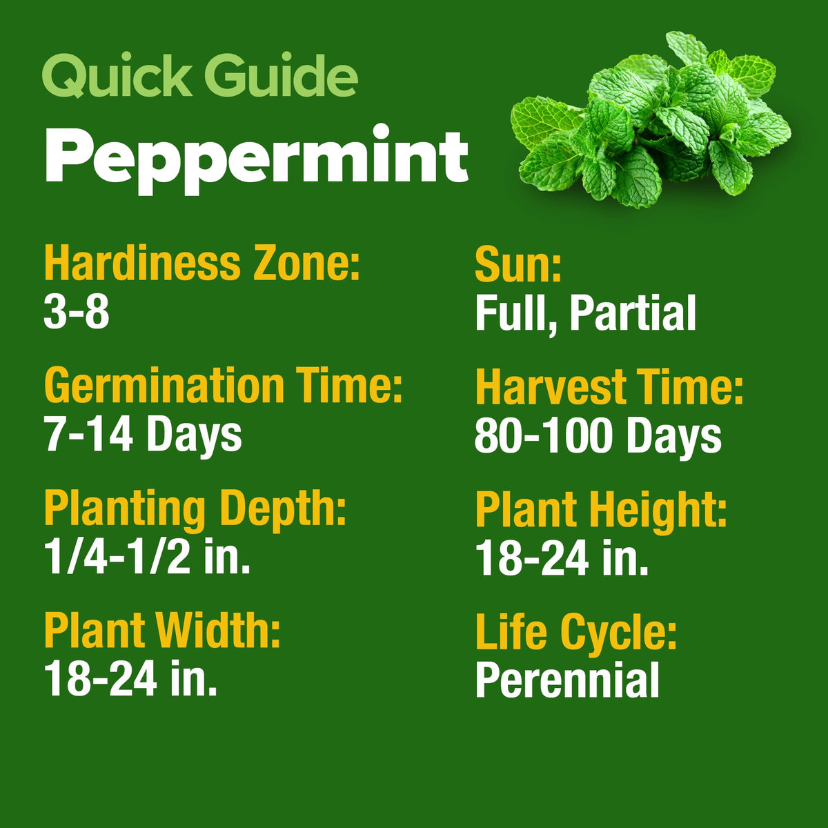 HOME GROWN peppermint thriving in outdoor herb bed, fresh aroma ready for harvesting.