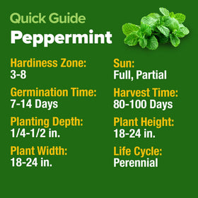 HOME GROWN peppermint thriving in outdoor herb bed, fresh aroma ready for harvesting.