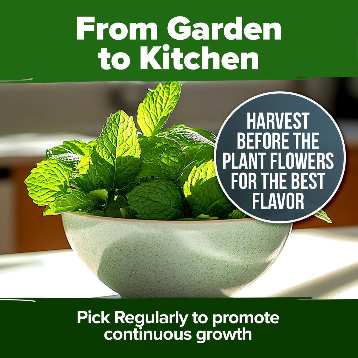 HOME GROWN peppermint leaves ready for tea and culinary infusions.