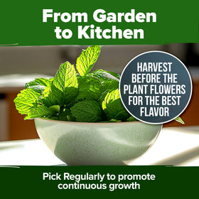 HOME GROWN peppermint leaves ready for tea and culinary infusions.