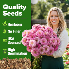  HOME GROWN Pink Zinnia Seeds double rose-pink bloom enhances borders