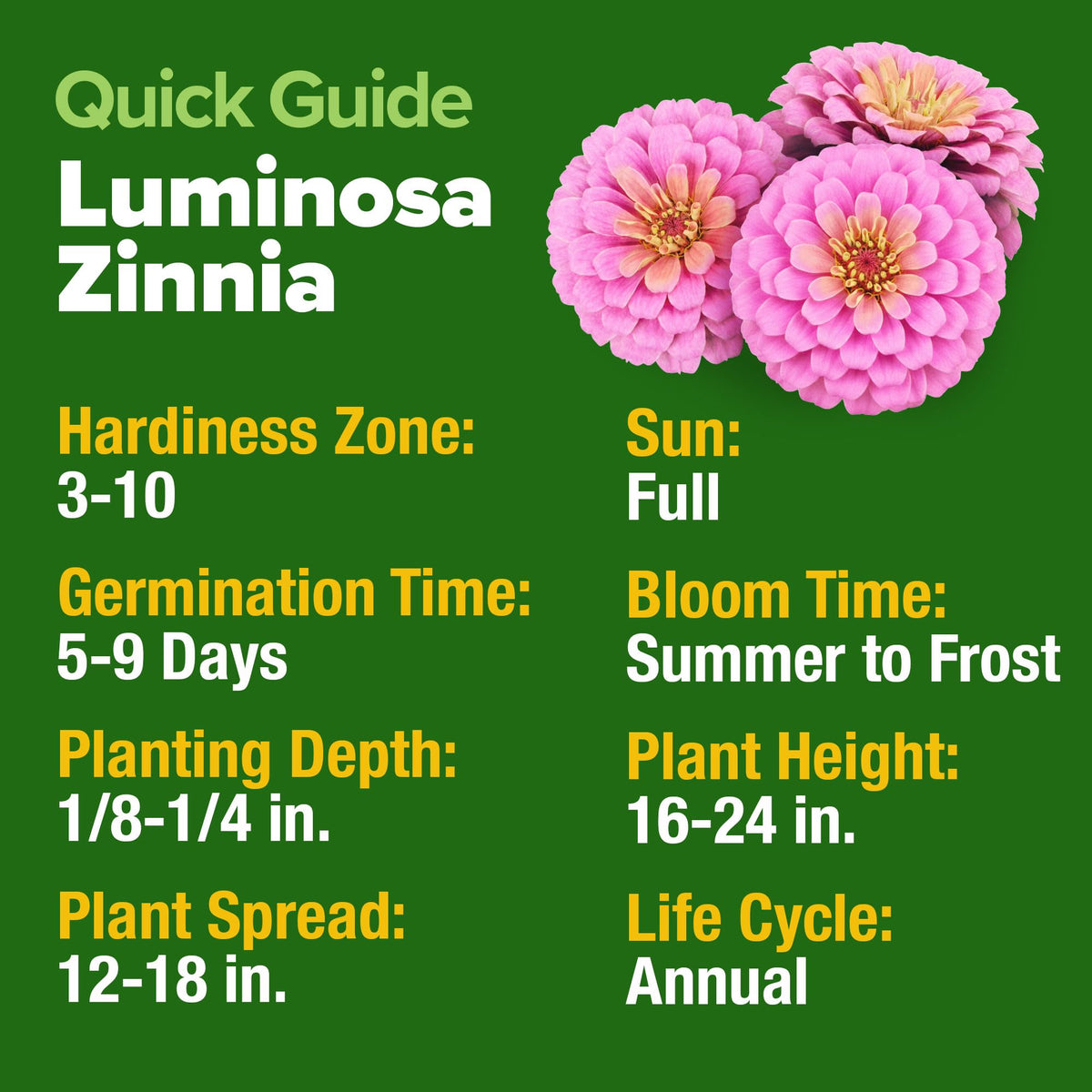 HOME GROWN Pink Zinnia Seeds early blooms showcase double rose-pink flowers in mid-summer.