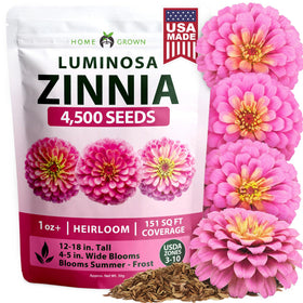 HOME GROWN Pink Zinnia Seeds close-up of Luminosa bloom for vibrant bed color