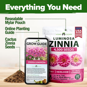HOME GROWN Pink Zinnia Seeds sunlit bed with heat-tolerant plants