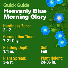 HOME GROWN Pollinator-friendly blooms attract butterflies and hummingbirds to your space.