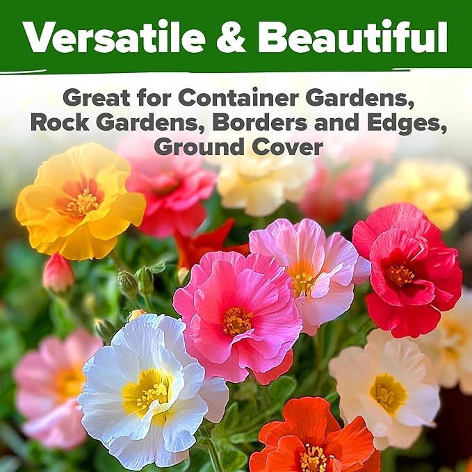 HOME GROWN Pollinator-friendly blooms attract bees and butterflies for healthy gardens.