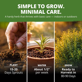 Easy-to-plant HOME GROWN rosemary seeds with clear planting instructions