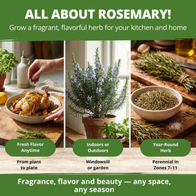 Fresh cooking with HOME GROWN rosemary from these seeds