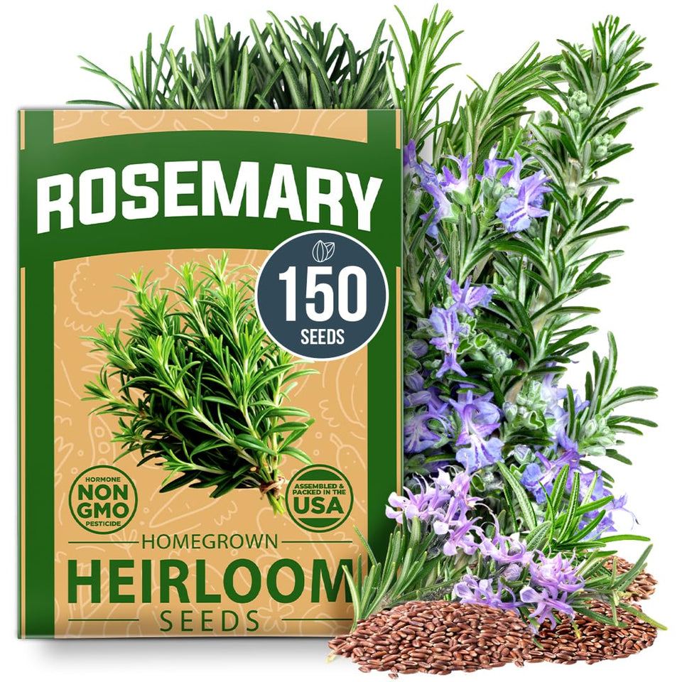 HOME GROWN rosemary seeds pack with 150 seeds ready for strong germination