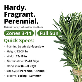 Indoors or outdoors, HOME GROWN rosemary seeds for versatile gardening