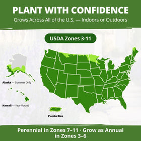 Value-packed 150-seed pack from HOME GROWN for ongoing harvests