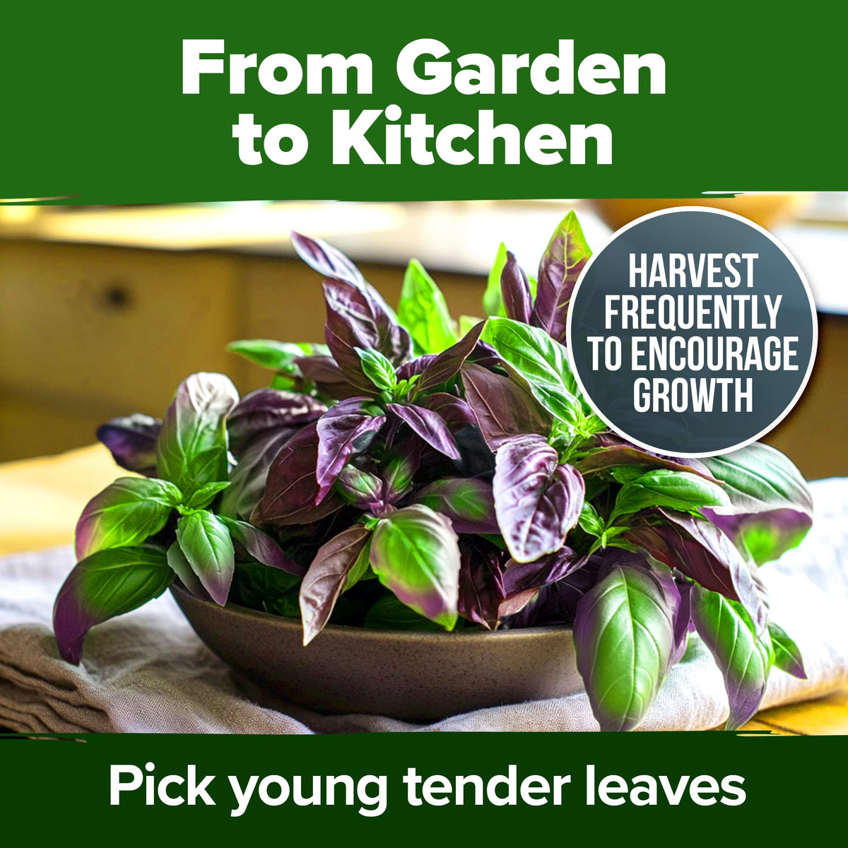 HOME GROWN Thai basil seeds pack label detail, showcasing origin and heirloom quality for informed choices