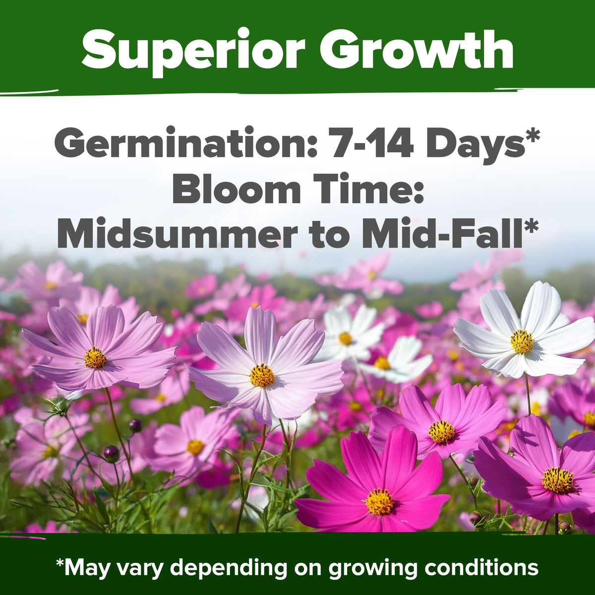 HOME GROWN USA-made heirloom cosmos seeds—premium, non-GMO packaging.